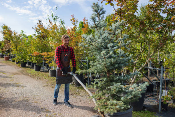 Best Affordable Tree Service  in Mountain Iron, MN